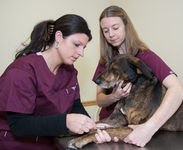 vaccines nh rindge veterinarians vaccinations dogs core non