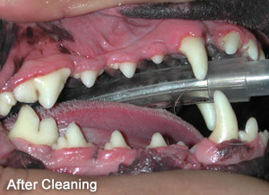 Dental After