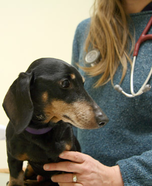 rindge pet health care